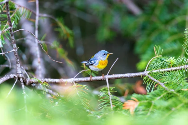 Small Warbler Upper Canopy Northern Parula Can Found Boreal Forests — Stock Photo, Image