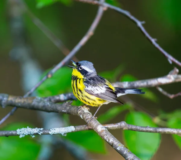 Magnolia Warbler profundamente em uma floresta boreal Quebec . — Fotografia de Stock