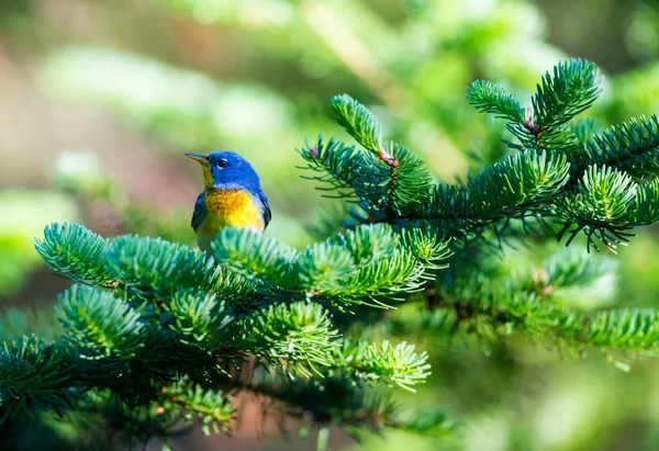 Small Warbler Upper Canopy Northern Parula Can Found Boreal Forests — Stock Photo, Image