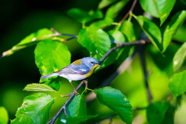 Liten Skogssångare Övre Trädkronorna Norra Parula Kan Hittas Boreala Skogar — Stockfoto