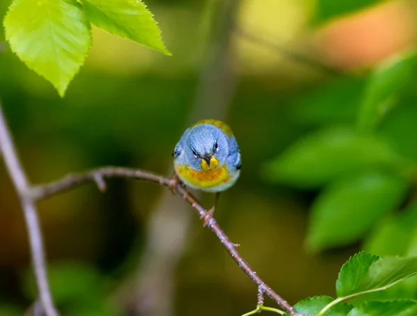 冠层上部的小莺 Parula 可以发现在魁北克的北方森林 月在加拿大筑巢和后返回南方过冬 — 图库照片