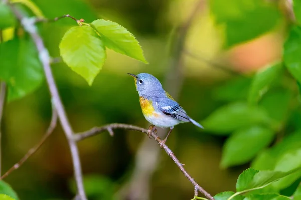 Sebuah Warbler Kecil Dari Kanopi Atas Parula Utara Dapat Ditemukan — Stok Foto