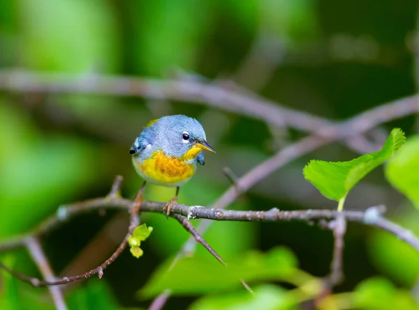 Una Pequeña Zarza Del Dosel Superior Parula Del Norte Puede —  Fotos de Stock