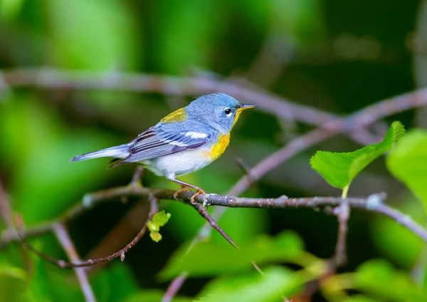 キャノピーの上部の小さなウグイス ケベックの亜寒帯林における北部の Parula を見つけることができます それは 月にカナダで入れ子にし 冬を過ごす南返します後 — ストック写真