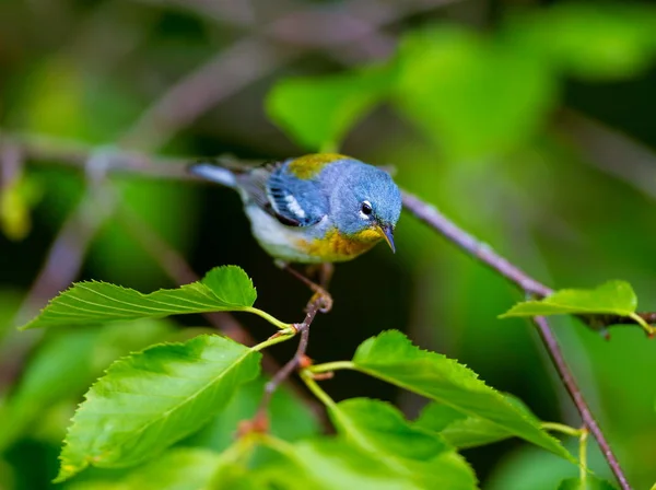 Una Pequeña Zarza Del Dosel Superior Parula Del Norte Puede —  Fotos de Stock