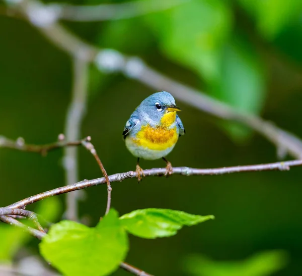 A small warbler of the upper canopy, the Northern Parula can be found in boreal forests of Quebec. It nests in Canada in June and July and after returns south to spend the winter.