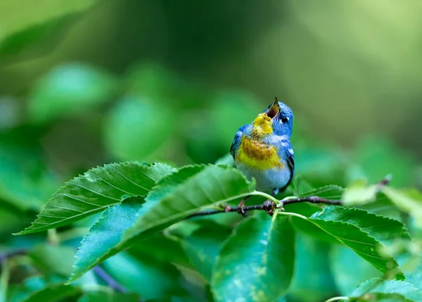 Liten Skogssångare Övre Trädkronorna Norra Parula Kan Hittas Boreala Skogar — Stockfoto