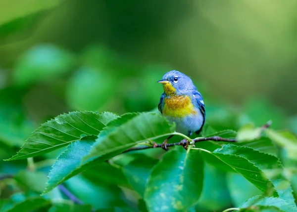 Una Pequeña Zarza Del Dosel Superior Parula Del Norte Puede —  Fotos de Stock