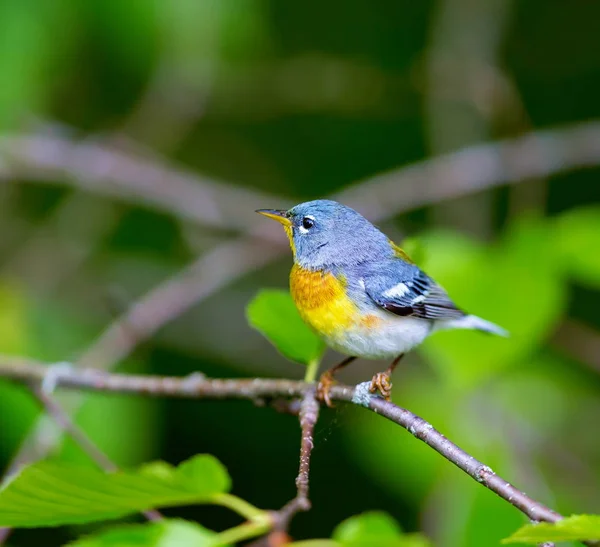 Una Pequeña Zarza Del Dosel Superior Parula Del Norte Puede —  Fotos de Stock