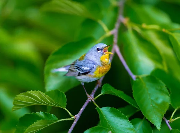 Liten Skogssångare Övre Trädkronorna Norra Parula Kan Hittas Boreala Skogar — Stockfoto