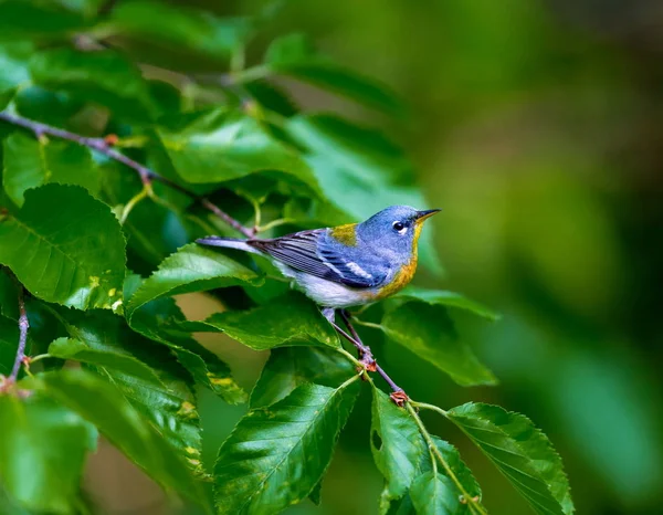 Pequeno Warbler Dossel Superior Parula Setentrional Pode Ser Encontrada Florestas — Fotografia de Stock