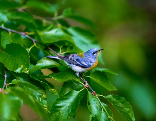 Una Pequeña Zarza Del Dosel Superior Parula Del Norte Puede —  Fotos de Stock