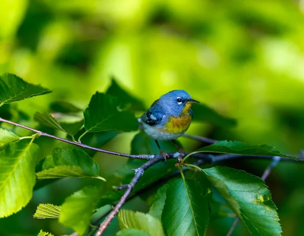 Una Pequeña Zarza Del Dosel Superior Parula Del Norte Puede —  Fotos de Stock