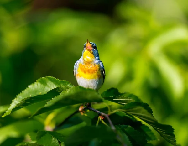 A small warbler of the upper canopy, the Northern Parula can be found in boreal forests of Quebec. It nests in Canada in June and July and after returns south to spend the winter.