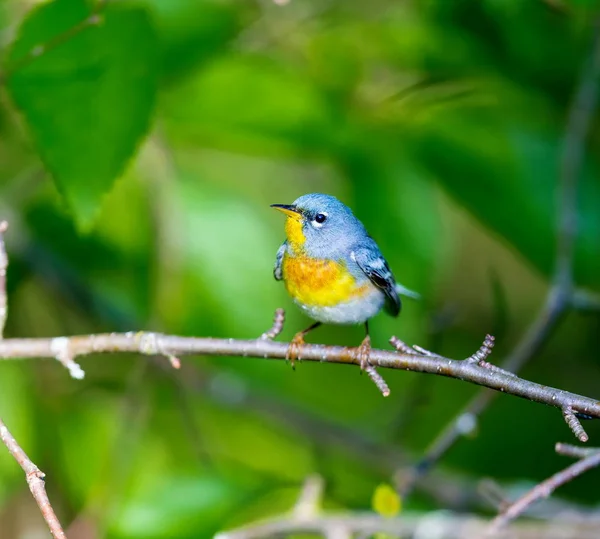 Small Warbler Upper Canopy Northern Parula Can Found Boreal Forests — Stock Photo, Image