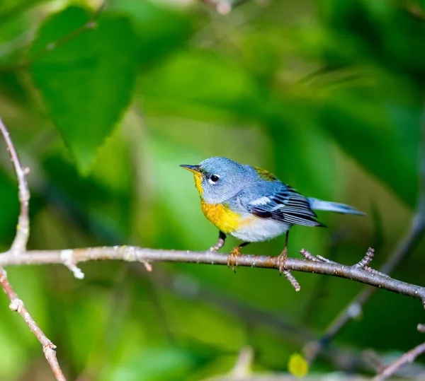 Small Warbler Upper Canopy Northern Parula Can Found Boreal Forests — Stock Photo, Image