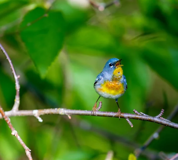 Eine Kleine Grasmücke Des Oberen Baldachins Die Nördliche Parula Ist — Stockfoto