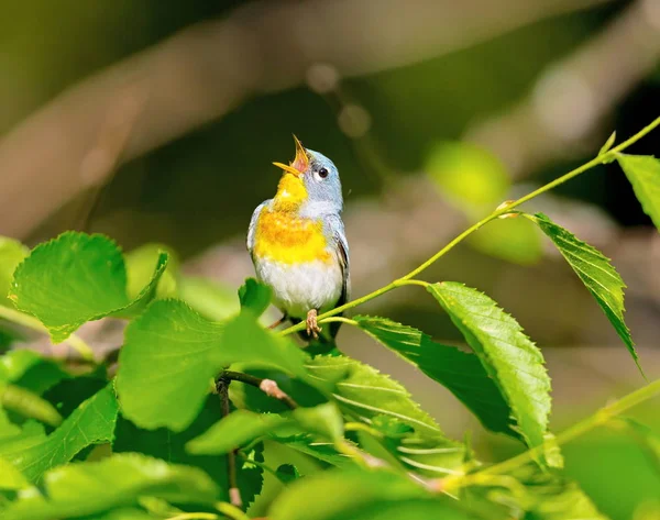 キャノピーの上部の小さなウグイス ケベックの亜寒帯林における北部の Parula を見つけることができます それは 月にカナダで入れ子にし 冬を過ごす南返します後 — ストック写真