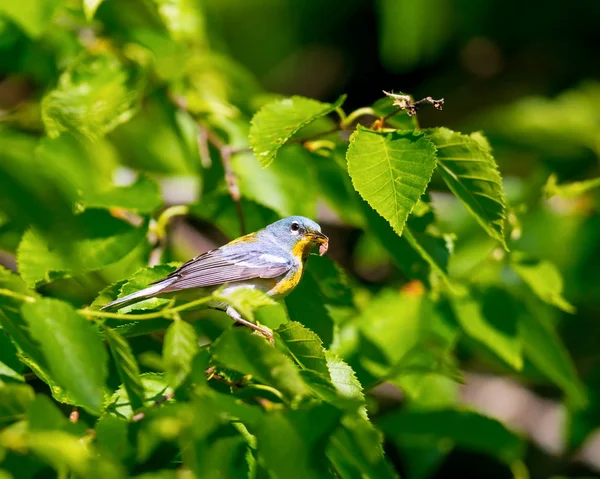 Small Warbler Upper Canopy Northern Parula Can Found Boreal Forests — Stock Photo, Image