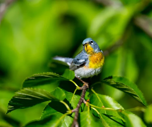 Small Warbler Upper Canopy Northern Parula Can Found Boreal Forests — Stock Photo, Image