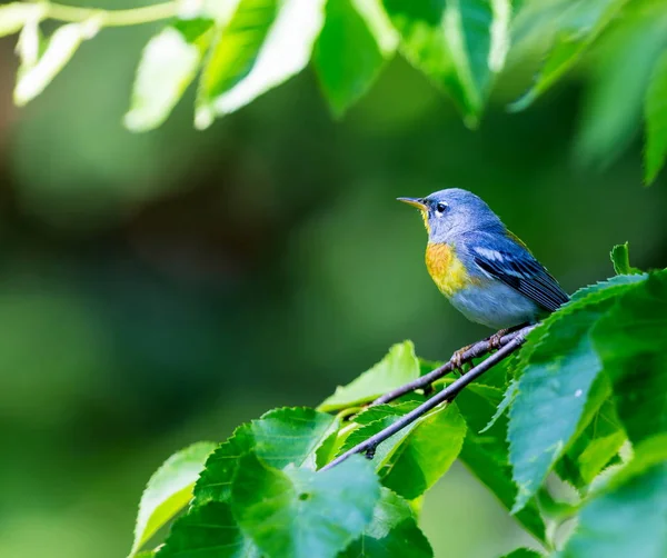 Pequeno Warbler Dossel Superior Parula Setentrional Pode Ser Encontrada Florestas — Fotografia de Stock