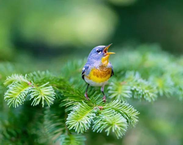 Eine Kleine Grasmücke Des Oberen Baldachins Die Nördliche Parula Ist — Stockfoto