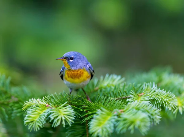 A small warbler of the upper canopy, the Northern Parula can be found in boreal forests of Quebec. It nests in Canada in June and July and after returns south to spend the winter.