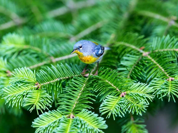 Die Nördliche Parula Ist Eine Hübsche Und Vertraute Grasmücke Der — Stockfoto