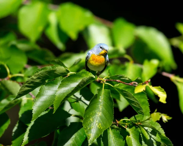 Northern Parula Quebec Canada. — Stock Photo, Image