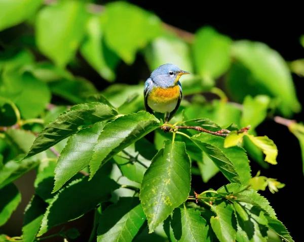 Northern Parula Handsome Familiar Warbler Northern Forests Migrates Boreal Forests — Stock Photo, Image