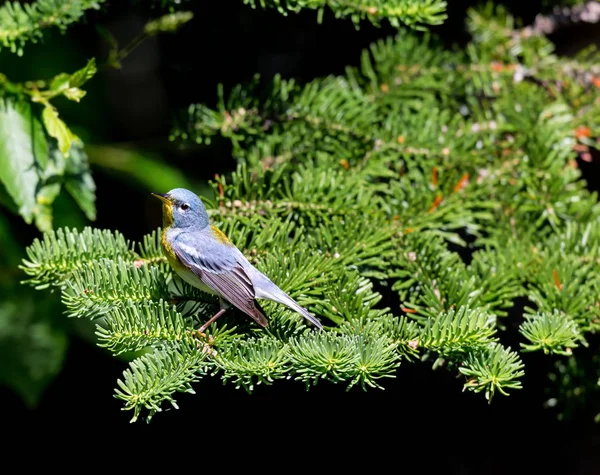 北部的 Parula 是又帅又熟悉的北方森林的莺 它将迁移到加拿大魁北克的北方森林它筑巢过冬返回南方的夏天 — 图库照片
