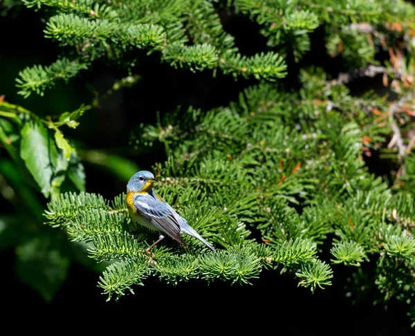 Parula Norte Belo Familiar Warbler Das Florestas Norte Ele Migra — Fotografia de Stock