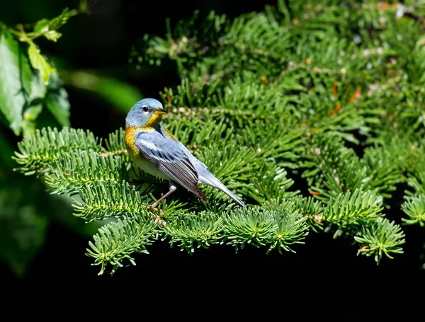 Nördliche parula quebec canada. — Stockfoto