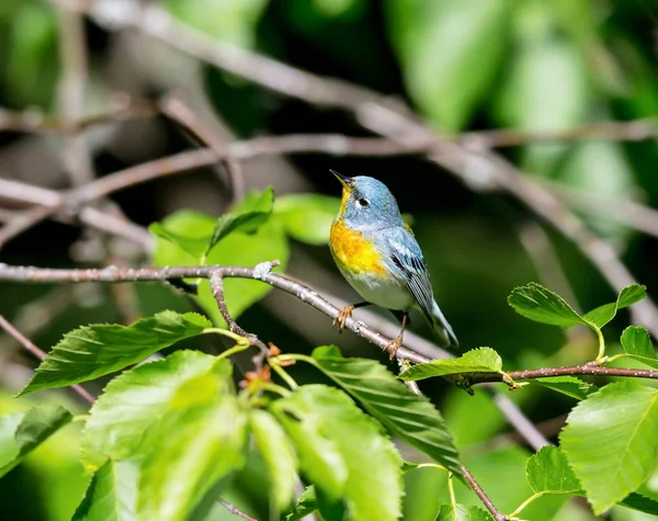 Die Nördliche Parula Ist Eine Hübsche Und Vertraute Grasmücke Der — Stockfoto