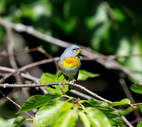 Parula Del Norte Una Hermosa Familiar Curruca Los Bosques Del —  Fotos de Stock