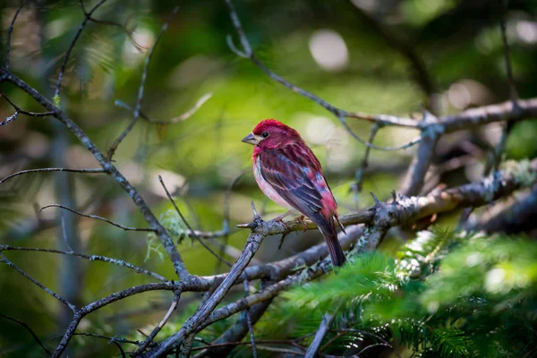 Purple Finch Quebec Canada. — Stock Photo, Image