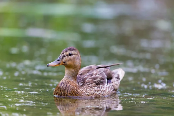 Mallard Ducks en Quebec Canadá . — Foto de Stock
