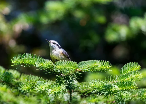 Purpurfinkenweibchen Das Männchen Dieses Vogels Der Berühmt Als Sperling Beschrieben — Stockfoto