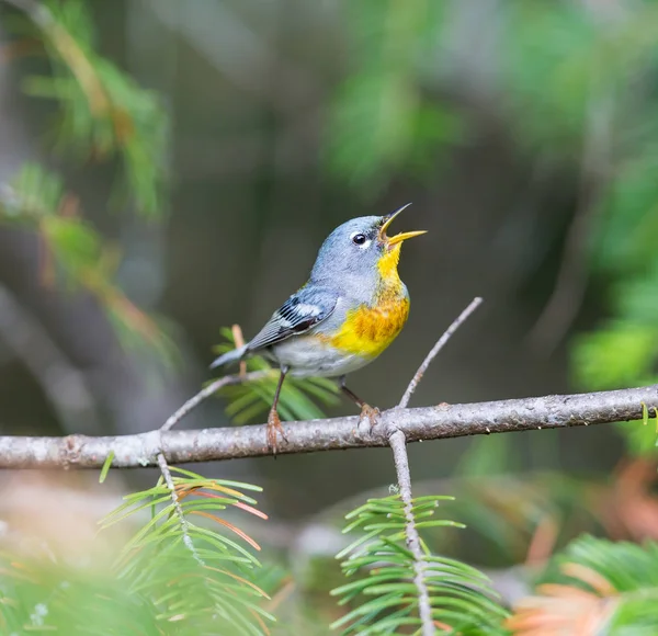 加拿大魁北克北部 Parula. — 图库照片