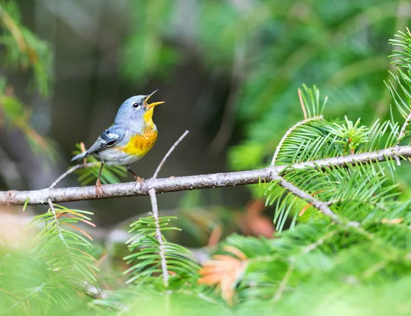 Parula do Norte Quebec Canadá . — Fotografia de Stock