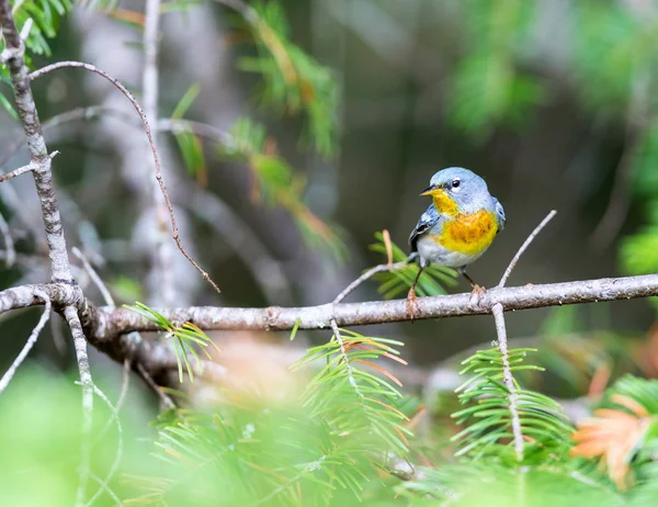 Parula は北の森林のハンサムでおなじみウグイスです 夏のことは巣し 冬の南を返されるケベック カナダの寒帯林に移行されます — ストック写真