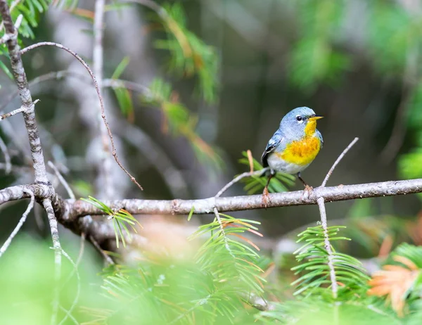 Northern Parula Quebec Canada. — Stock Photo, Image