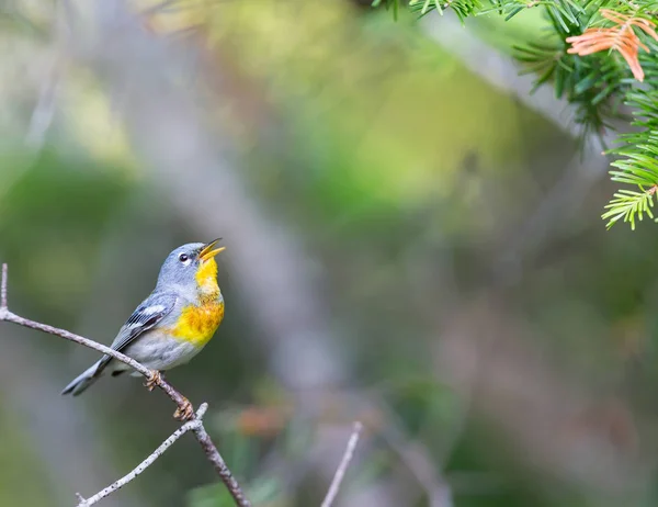 Nördliche parula quebec canada. — Stockfoto