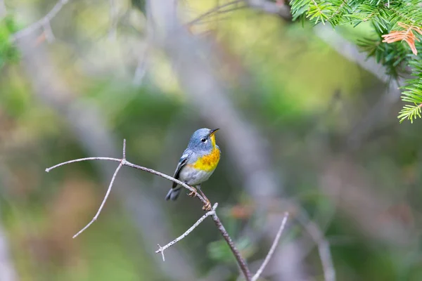 Parula do Norte Quebec Canadá . — Fotografia de Stock