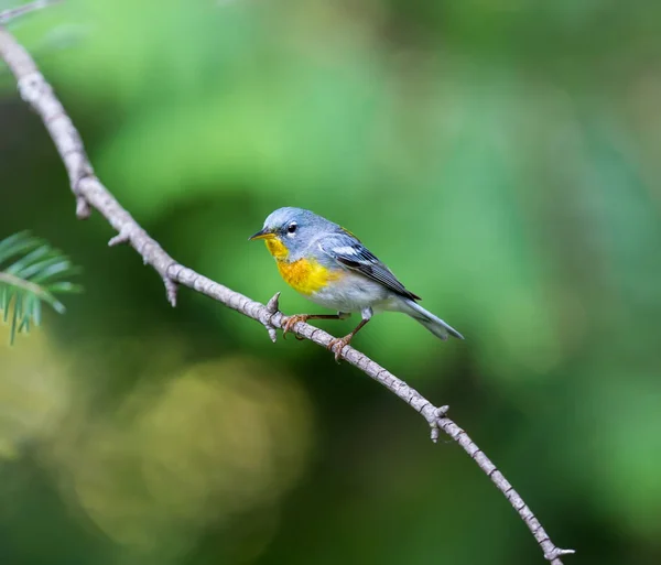 Die Nördliche Parula Ist Eine Hübsche Und Vertraute Grasmücke Der — Stockfoto