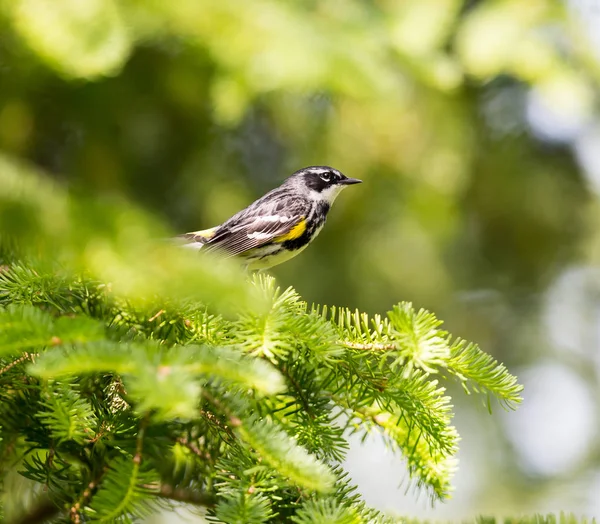 Amarelo Rumped Warbler, Quebec, Canadá . — Fotografia de Stock