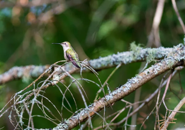 Purpurfinkenweibchen Das Männchen Dieses Vogels Der Berühmt Als Sperling Beschrieben — Stockfoto