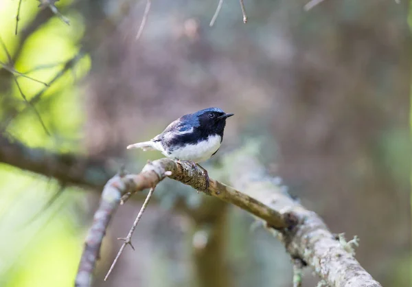 Garganta negra Blue Warbler. —  Fotos de Stock