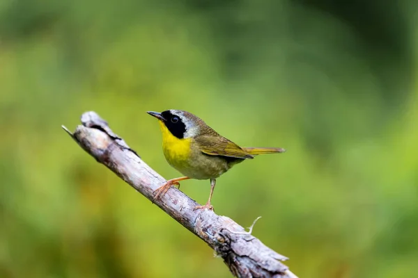 Gemensamma Yellowthroat Quebec Kanada. — Stockfoto