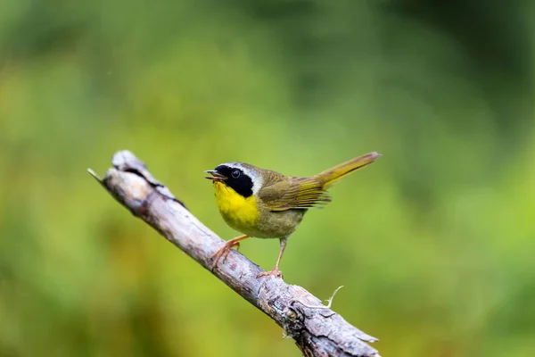 Společný Yellowthroat Quebec Kanada. — Stock fotografie